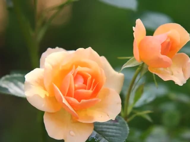 rose-flower-blossom-bloom-39517